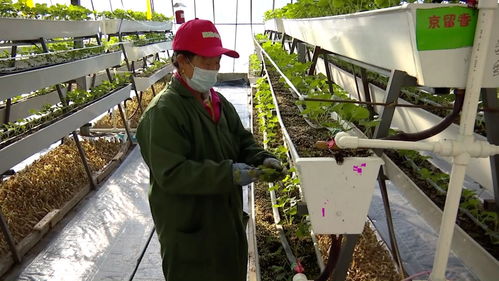 科技草莓香飄同江，智慧農業助農增收譜新篇